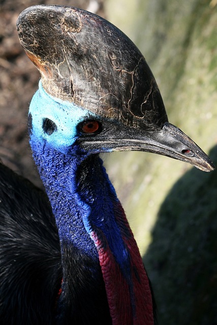 鸟 飞过的 不会飞 - 上的免费照片