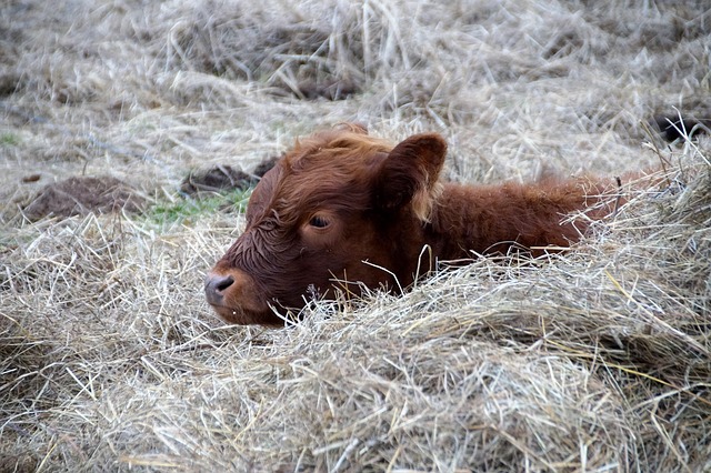 奶牛 小牛 休息 - 上的免费照片