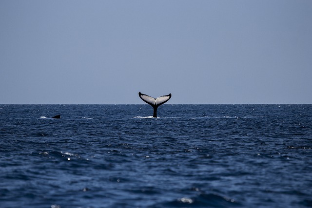 鲸 座头鲸 海洋 - 上的免费照片