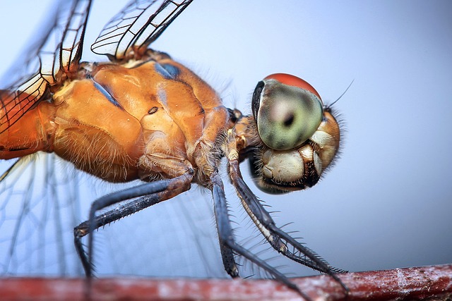 蜻蜓 昆虫 蜻蜓目 - 上的免费照片
