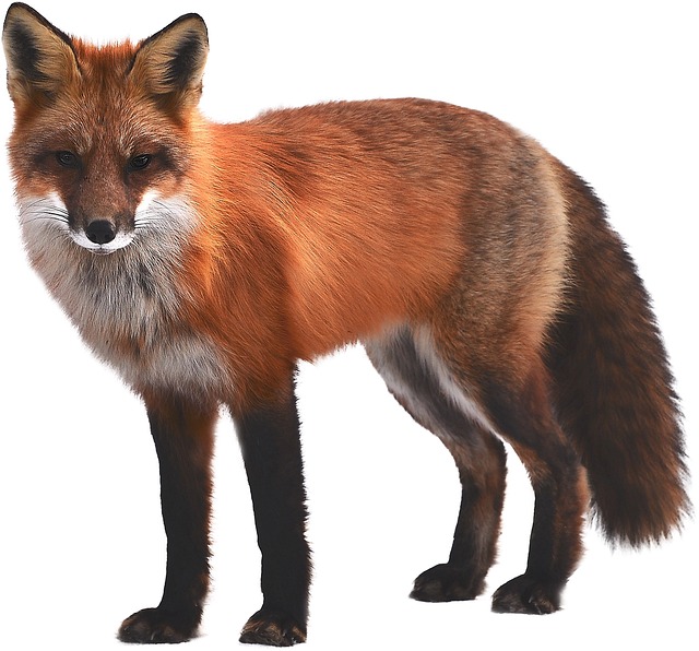 狐狸 哺乳动物 野生动物 - 上的免费照片