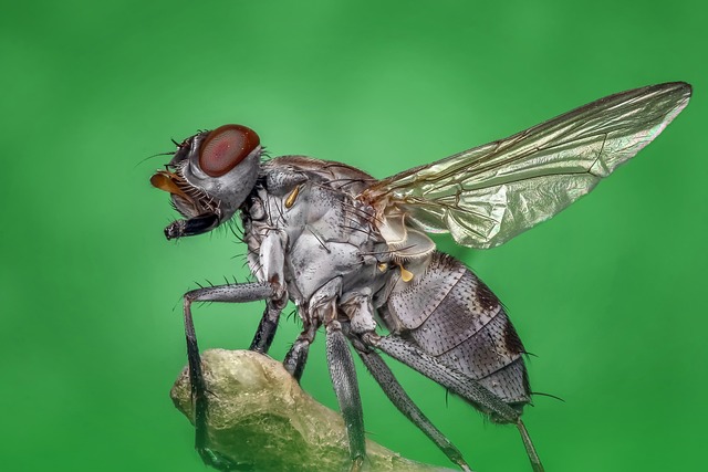 苍蝇 昆虫 动物 - 上的免费照片
