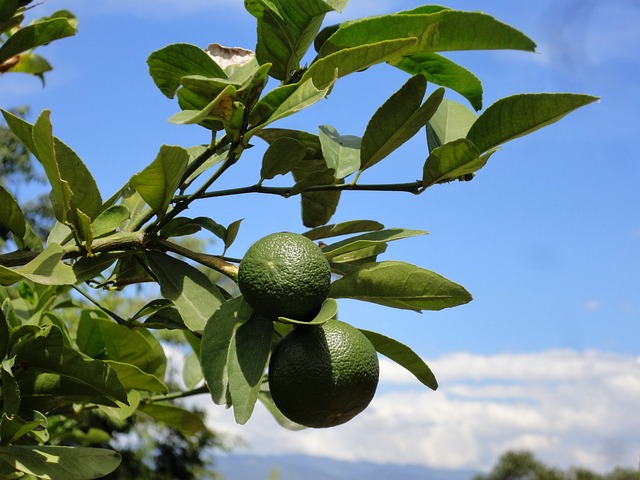 Limone 柠檬 新鲜 - 上的免费照片