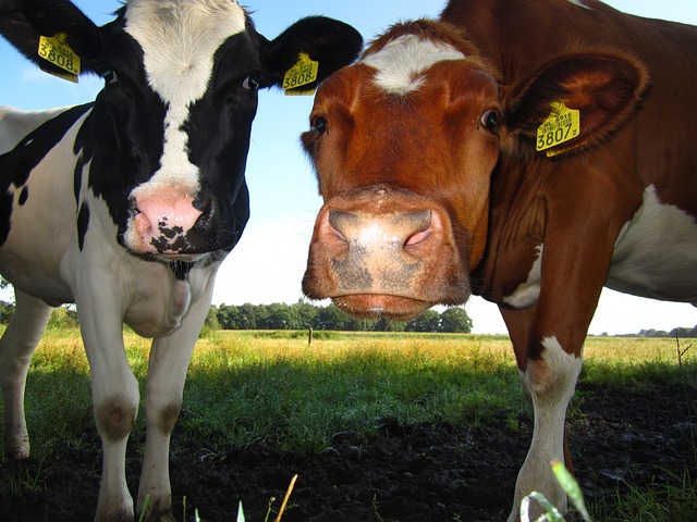 农场 奶牛 动物 - 上的免费照片