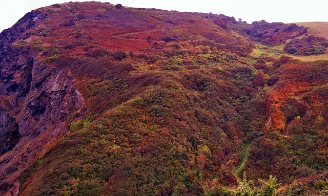 景观 石南花 紫色的 - 上的免费照片