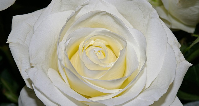 玫瑰 白玫瑰 开花 - 上的免费照片