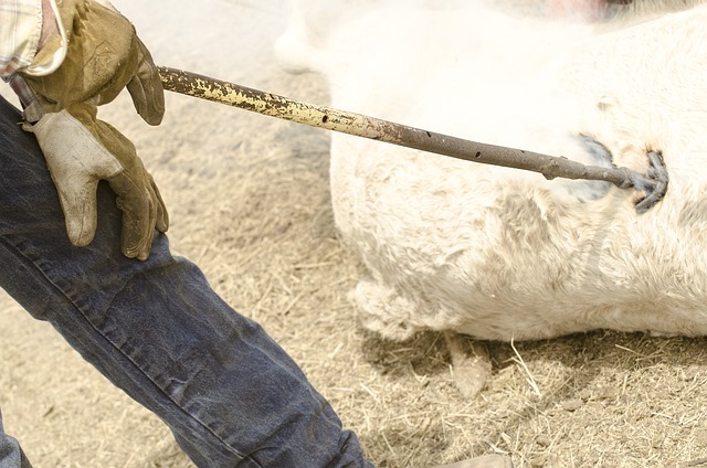 牛品牌 铁 小牛 - 上的免费照片