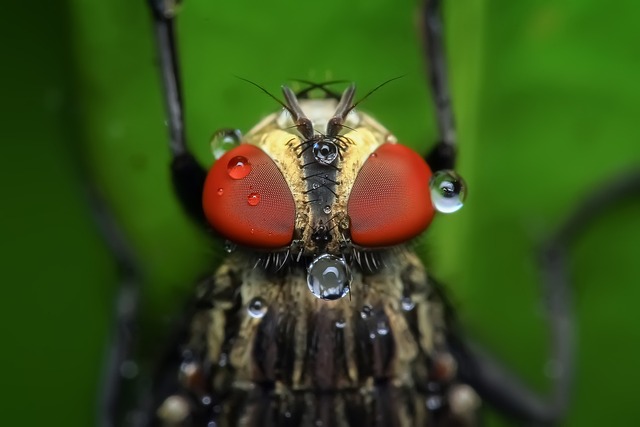 苍蝇 昆虫 露 - 上的免费照片
