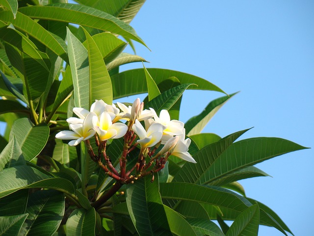 姜黄色百合花 香 热带 - 上的免费照片