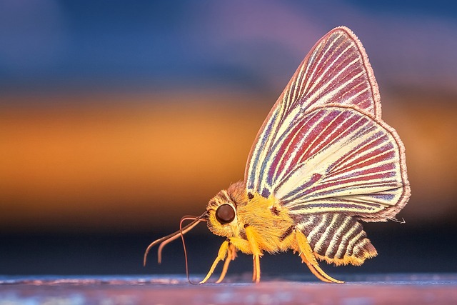 蝴蝶 昆虫 翅膀 - 上的免费照片