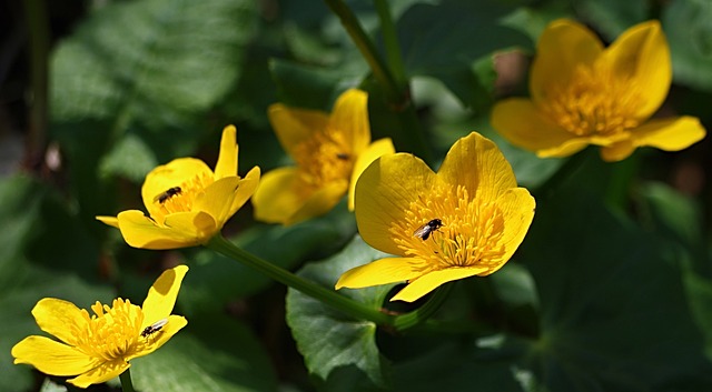 花卉 Kaczeniec 春天 - 上的免费照片