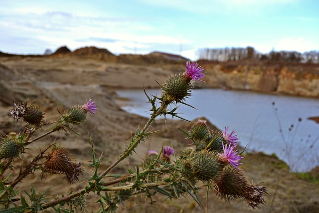 性质 蓟 野蓟 - 上的免费照片