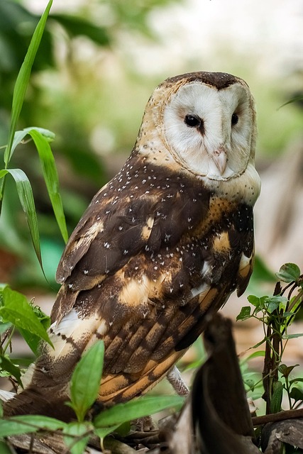 东方草鸮 Tyto Longimembris 猫头鹰 - 上的免费照片