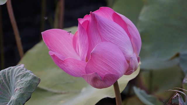 巴吞 粉红莲花 Lotus Laem Daeng - 上的免费照片