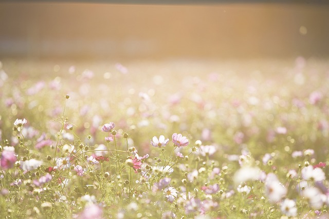 波斯菊花 花朵 草地 - 上的免费照片