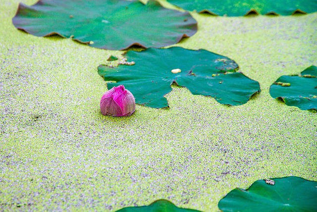浮萍 莲花 荷叶 - 上的免费照片