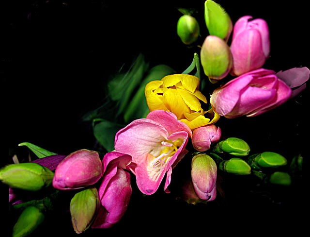 花朵 小苍兰 动机 - 上的免费照片