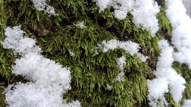 森林 冬季 雪 - 上的免费照片