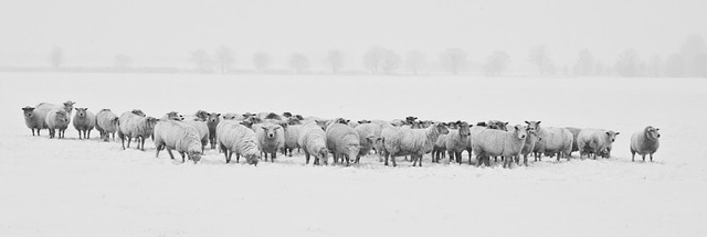 冬天 羊 放牧 - 上的免费照片
