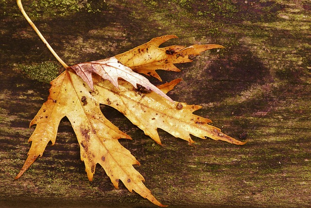 秋季 性质 林 - 上的免费照片
