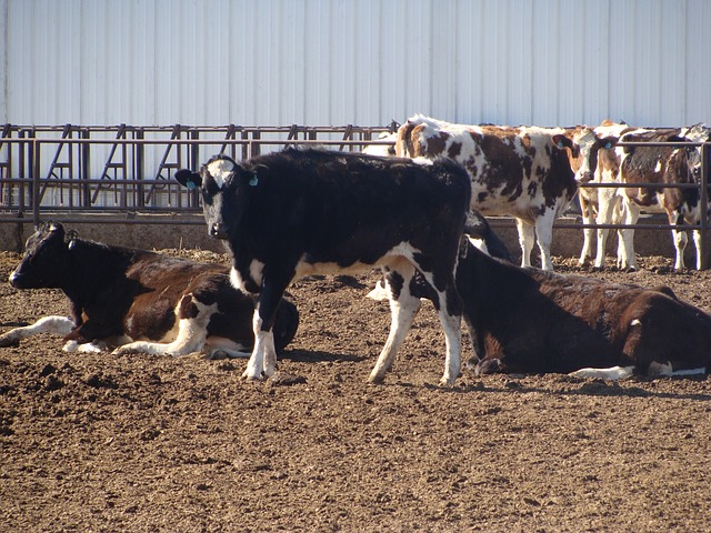 乳制品 奶牛 家畜 - 上的免费照片
