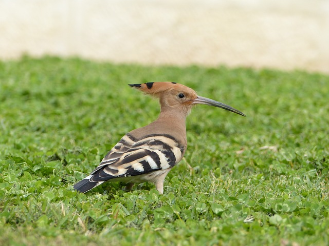 戴胜 鸟 观鸟 - 上的免费照片