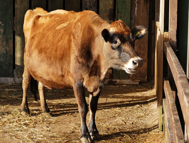动物 奶牛 农场 - 上的免费照片