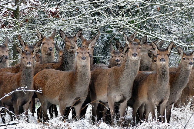 动物 鹿 自然 - 上的免费照片
