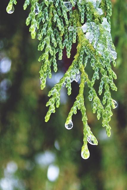 桧木 水滴 水珠 - 上的免费照片