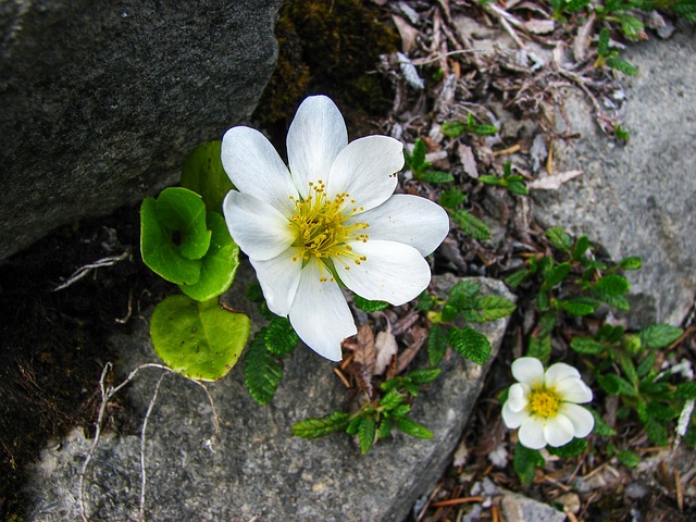 山 Avens 高山花 高山植物区系 - 上的免费照片