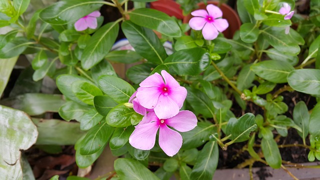豆瓣菜 豆瓣番石榴 花 - 上的免费照片