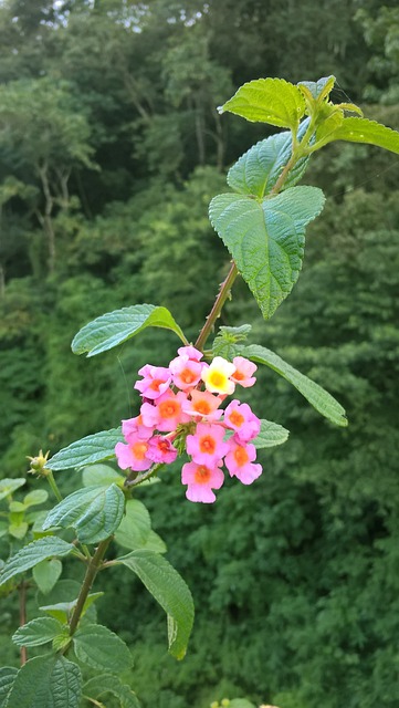 马缨丹 花 植物 - 上的免费照片