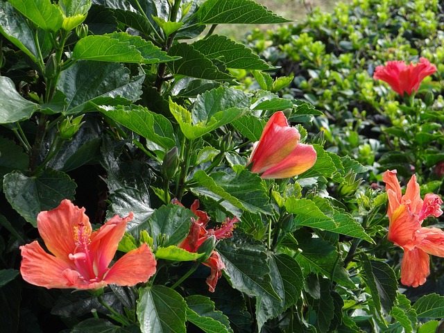 芙蓉 花朵 楼层 - 上的免费照片