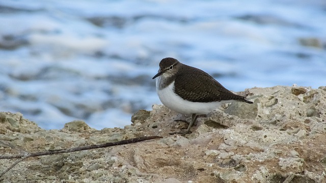海鸟 塞浦路斯 一点点 - 上的免费照片