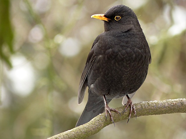 节气门 Turdus Philomelos 鸟 - 上的免费照片