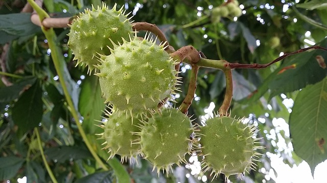 栗子 绿色 栗树 - 上的免费照片