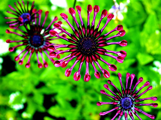 非洲雏菊 骨精 紫雏菊 - 上的免费照片