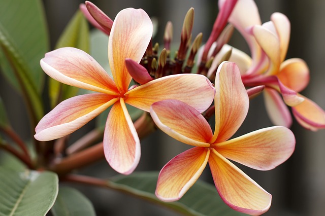 素馨花 姜黄色百合花 开花 - 上的免费照片