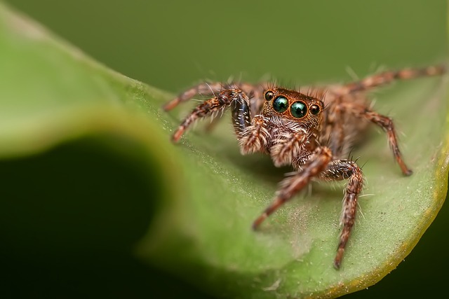 跳蛛 蜘蛛 蛛形纲动物 - 上的免费照片