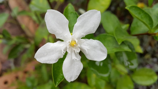 艾达 栀子花 白色的花 - 上的免费照片