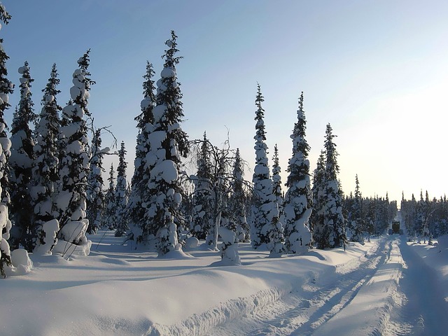 冬季 雪 冬季森林 - 上的免费照片