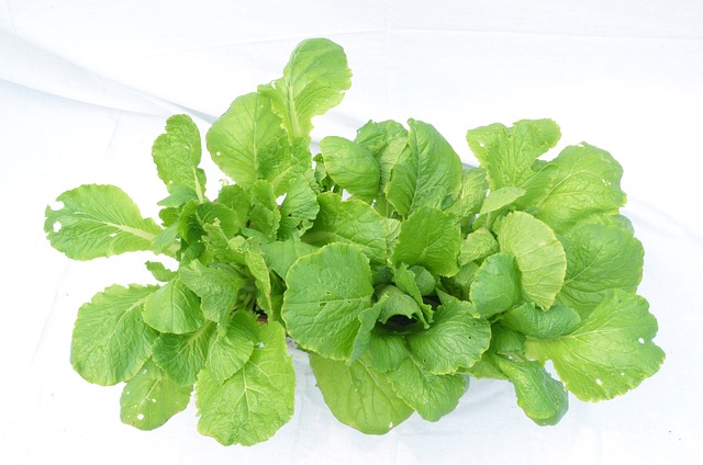 蔬菜 绿色 - 上的免费照片