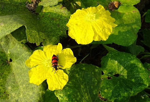 甲虫 昆虫 橙色水泡甲虫 - 上的免费照片