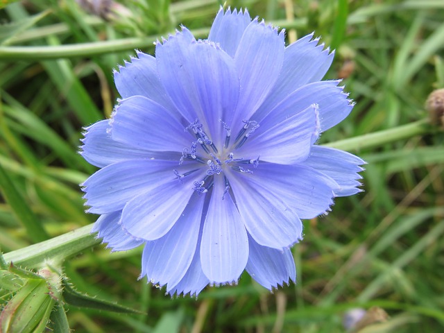 野花 菊苣 蓝色的 - 上的免费照片