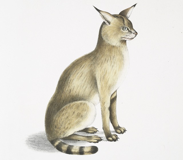 Felis Chaus Affinis 喜马拉雅丛林猫 猫坐着 - 上的免费图片
