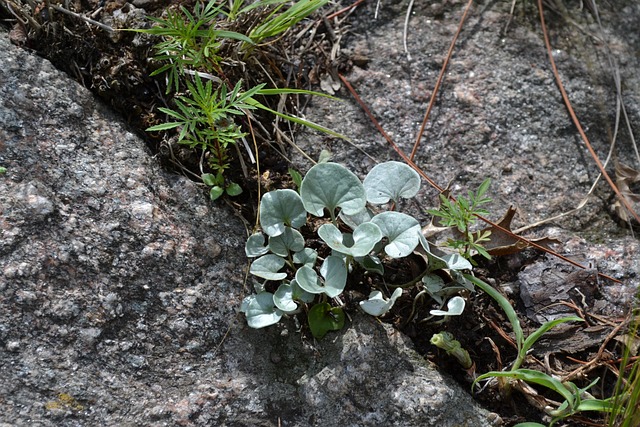 猴耳 灰色的 植物 - 上的免费照片