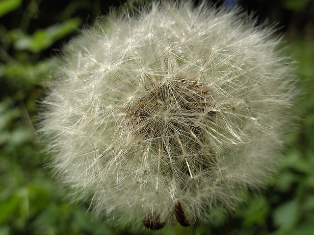 蒲公英 花 花朵 - 上的免费照片