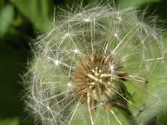 蒲公英 花 花朵 - 上的免费照片