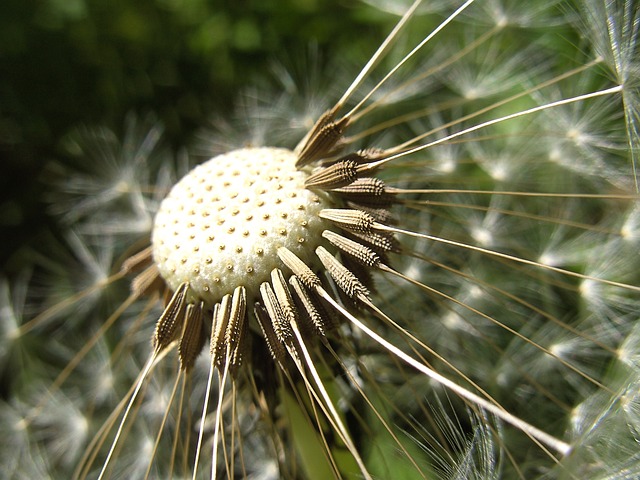 蒲公英 花 花朵 - 上的免费照片