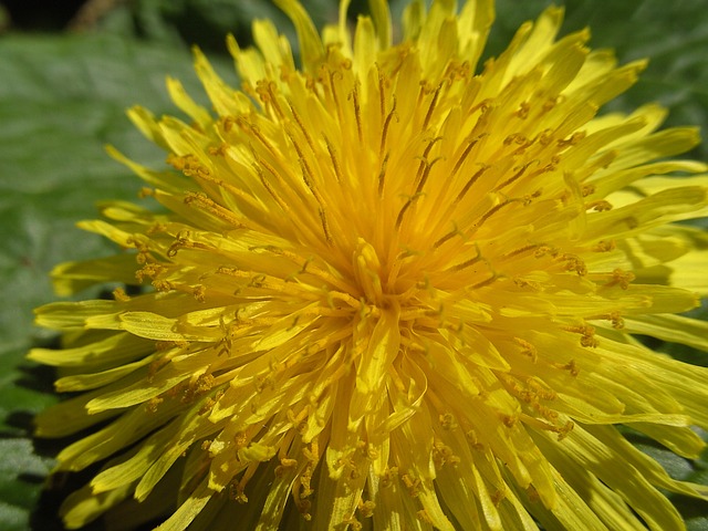 蒲公英 花 花朵 - 上的免费照片